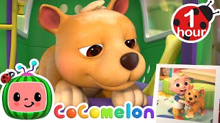This Is The Way (Doggy Care) + More Cocomelon Nursery Rhymes & Kids Songs