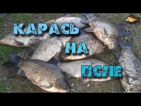 ловля карася в полтавской области ловля карася в полтавской области