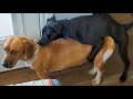 Young Dog Learns To Hump