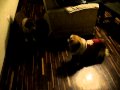 Luana, la pelota, el Pekines, la Meche y el Baul: Las Cronicas de Barranco
