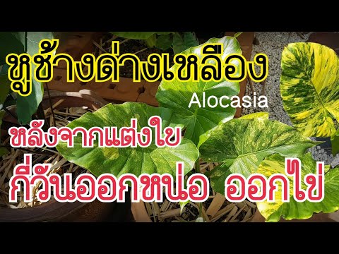 หูช้างด่างเหลืองตัดแต่งใบแล้ว กี่วันออกหน่อ ออกไข่ : หลงไม้ใบ EP.65