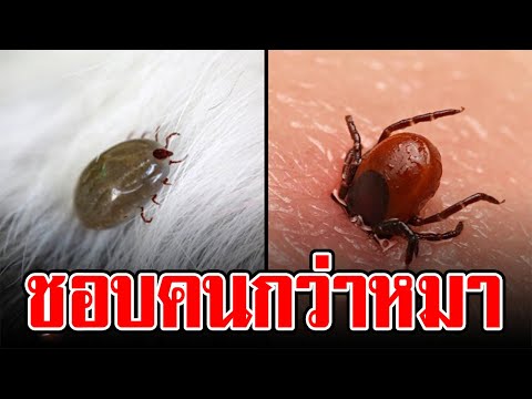 ระวังเห็บกัด! โลกร้อนทำพิษ พาเห็บหาคนมากกว่าสุนัข