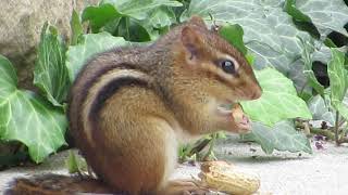 Chipmunk movie 9.21.18