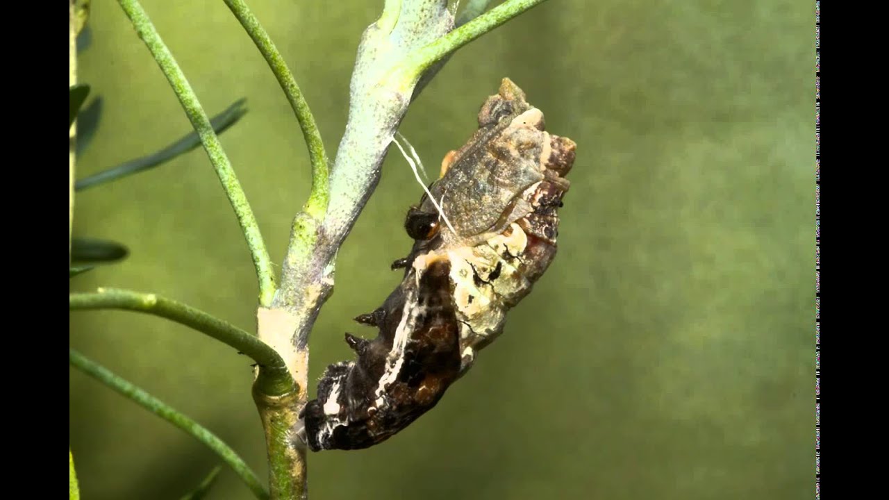 Giant Swallowtail - caterpillar to chrysalis - YouTube