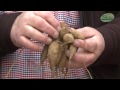 How to Plant Decorative Dinnerplate Dahlias: Jeff Turner on how to plant Dahlia tubers