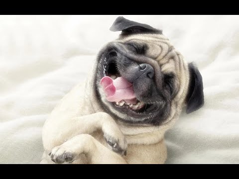 TOP 10 dog barking videos compilation 2019 Dog barking sound - Funny dogs