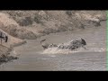 Wildebeests