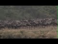 Wildebeests