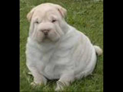 funny animal clips utube funny animal videos. funny animal clips