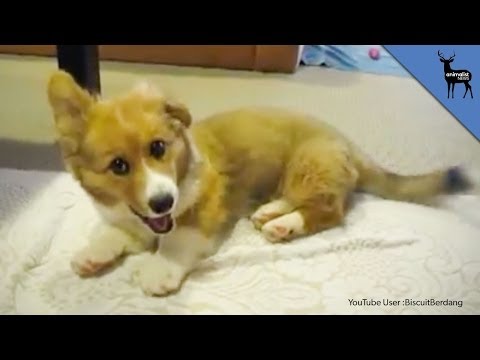 why does my puppy hiccups why do dogs hiccup why does my puppy hiccups why do dogs hiccup
