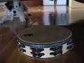 bart vs. tambourine