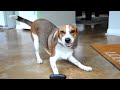 Beagle vs. Blower