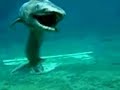 creatures
