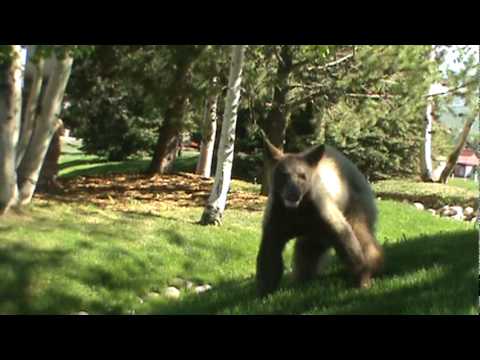 Taco Bear
