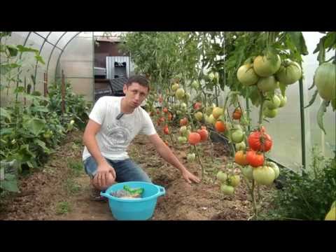 Посадить томаты в сидераты Посадить томаты в сидераты