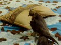 طرح شيهانة ناصر الحمر الظفيري 22/10/2011