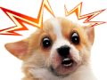 little chiwawa