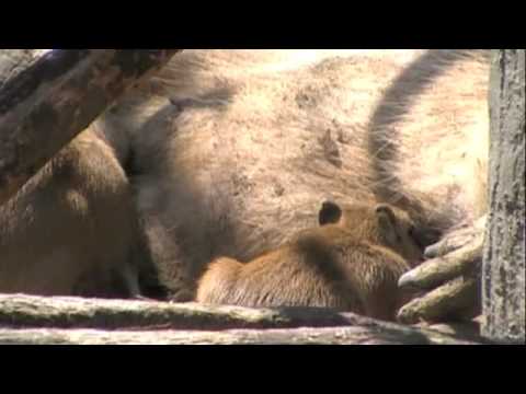 カピバラさんおっぱいタイム [Capybara]