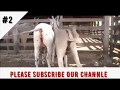 Super donkey meeting video