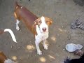 Tapa: DUO-Ibiza Tierhilfe Tierschutz Tierheim Hund