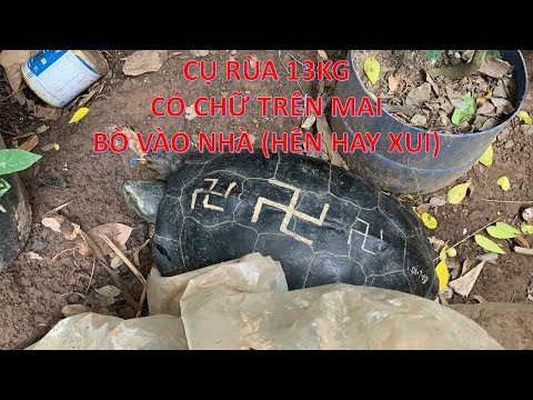Cụ Rùa Khổng Lồ 13Kg Có Chữ Trên Mai Bò Vào Nhà Không Chịu Đi (Hên Hay Xui)