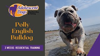 Polly the English Bulldog - 3 Weeks Residential Dog Training