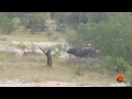 Buffalo Bursts Car's Tire to Chase Lions Away - Latest Wildlife Sightings