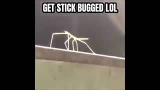 Get Stick Bugged Lol (Rickroll + Hd + No Ads)