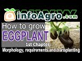 eggplant