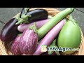 eggplant