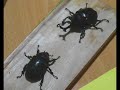 カブトムシ Japanese Rhinoceros Beetle かぶとむし