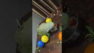 Parrot Bhathing Love Please Like My Lovely Parrot
