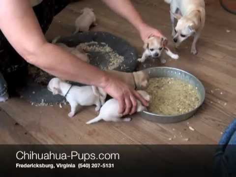 Weaning Puppies on 02 45   Weaning Chihuahua Puppies   4 Weeks Old   First Solid Food