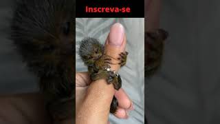 Quem Gosta De Um Bebê Macaco?