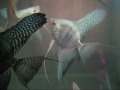 Albino Blue Zebra Angelfish