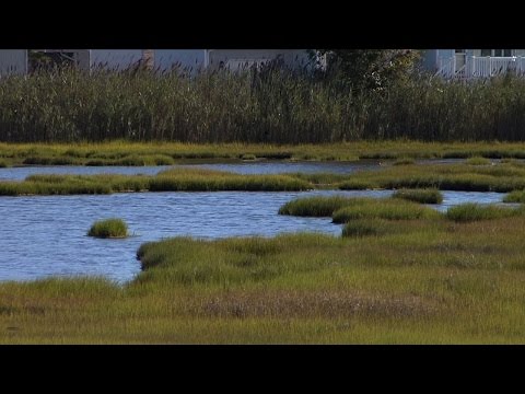 new jersey bulletin and and wetlands