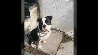 Gabbar Taking Sun Bath Pitbull American Bully