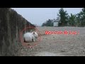 NTN - Nhặt Được Mèo Con Ngoài Đường (Meating a cut kitty out side of the road randomly)