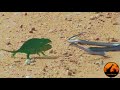 Wildlife