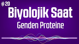 20.Biyolojik Saat Genden Proteine Podcast Biyoloji