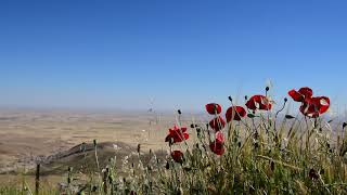 Cry of the muezzin (and some birds) in Mardin, Turkey