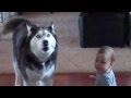 Dogs Are Awesome - Funny Animal Compilation