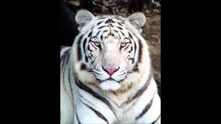 Watch White Tiger Stand And Deliver video