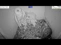 Must watch the dramatic ending.Wild pigeon lays egg in active barn owl next to 7barn owl nestlings.