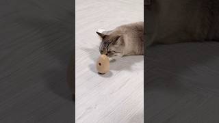 【3Coins】知育おもちゃと猫 #ねこチャック #Cat #ねこ