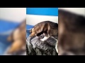 Pup Wakes Up Owner | Laser Pointer Fun