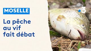 Moselle Pour Ou Contre La Pêche Au Vif