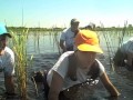 Gettin' Muddy (Wetland Restoration at Bayou Sauvage National Wildlife Refuge)