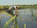 Gettin' Muddy (Wetland Restoration at Bayou Sauvage National Wildlife Refuge)