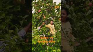 Hrmn-99 Fruiting Time